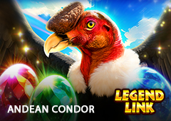 Andean Condor